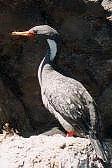 Cormorán Gris
