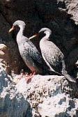 Cormorán Gris