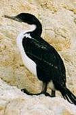 Cormorán Imperial