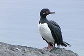 Cormorán Cuello Negro